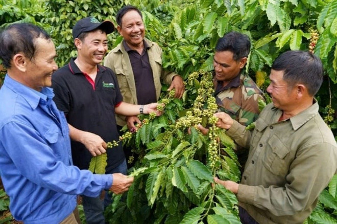 Nestlés flagship sustainable development initiative – the NESCAFÉ Plan – has supported over 21,000 farming households, replanted 86,000 hectares of coffee, and increased farming income for these households. Photo: VNA