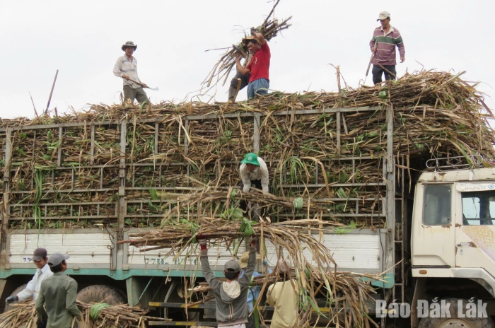 Restructuring the agricultural sector: Promoting the advantages of staple crops