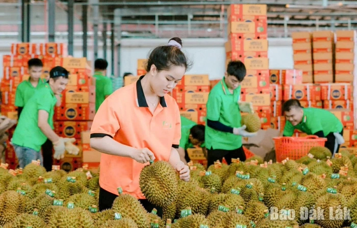 Transparent and sustainable durian development