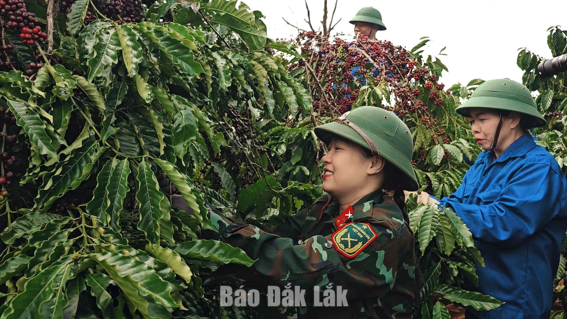 Dak Lak’s first coffee enterprise to obtain US and EU organic certification