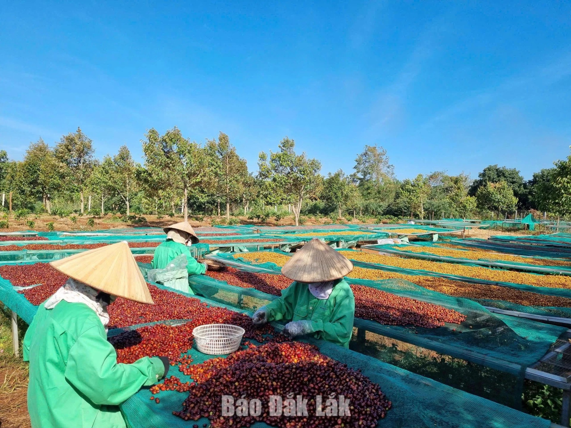 Towards a global coffee capital
