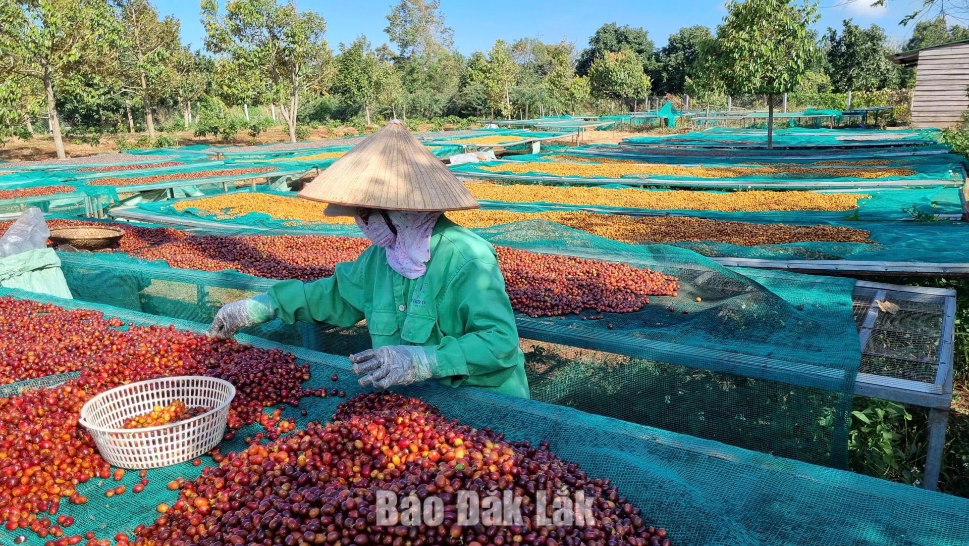 Vietnamese Robusta coffee takes 9 of 10 international spots in Global Robusta Awards 2026 Top 20