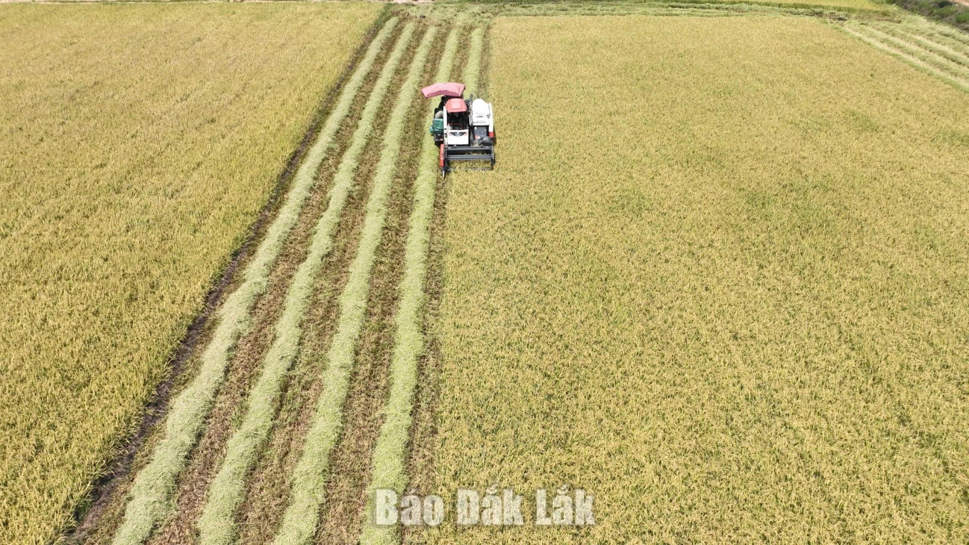 Dak Lak announces 2025 land statistics