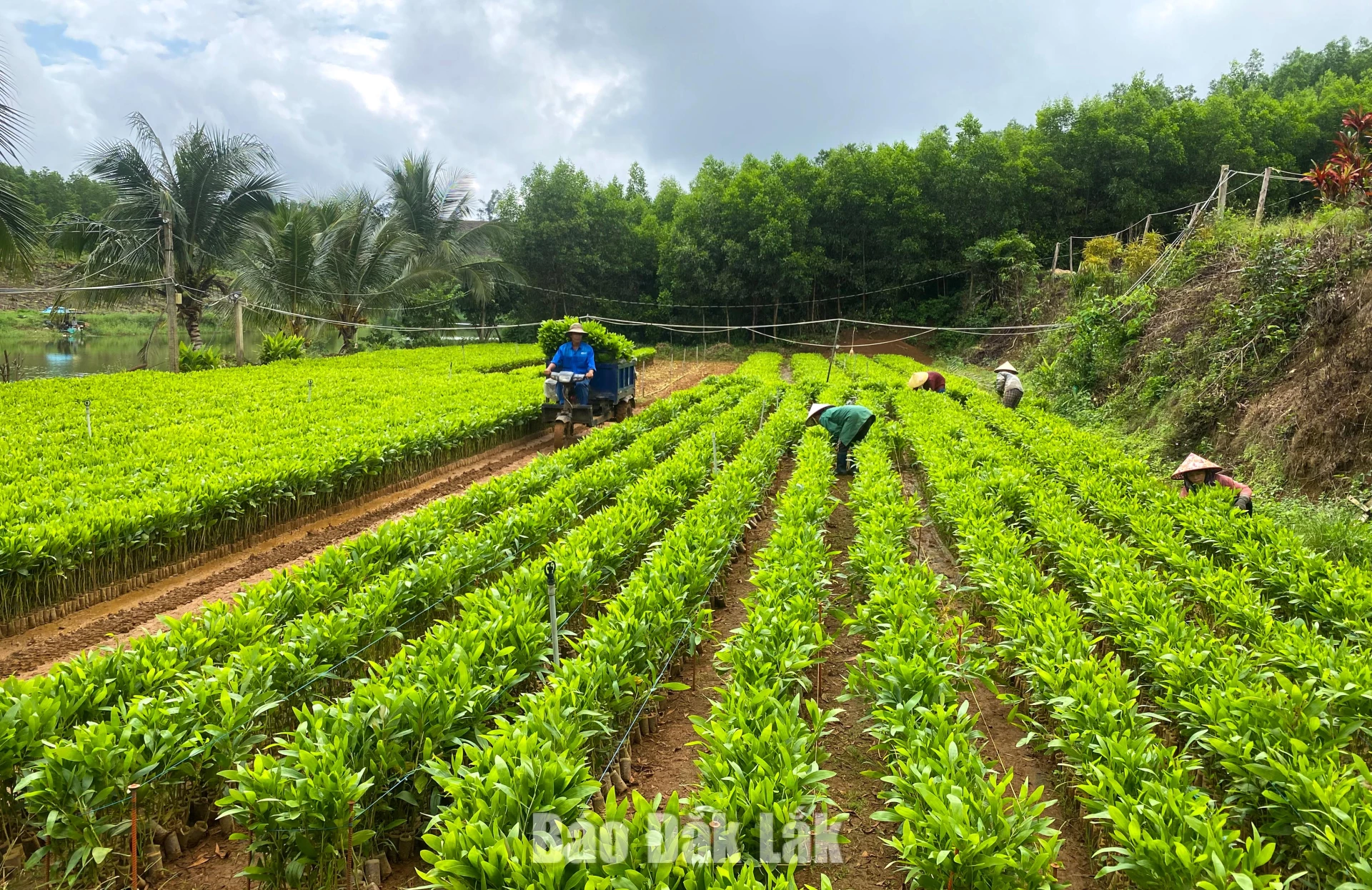 Reforestation season